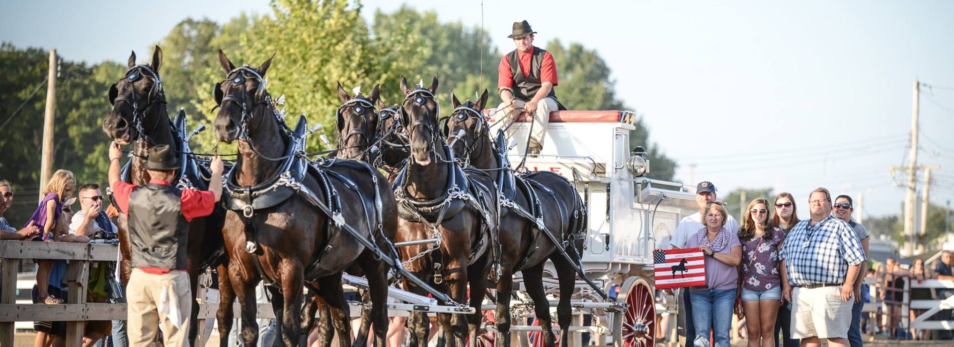 draft horses, show