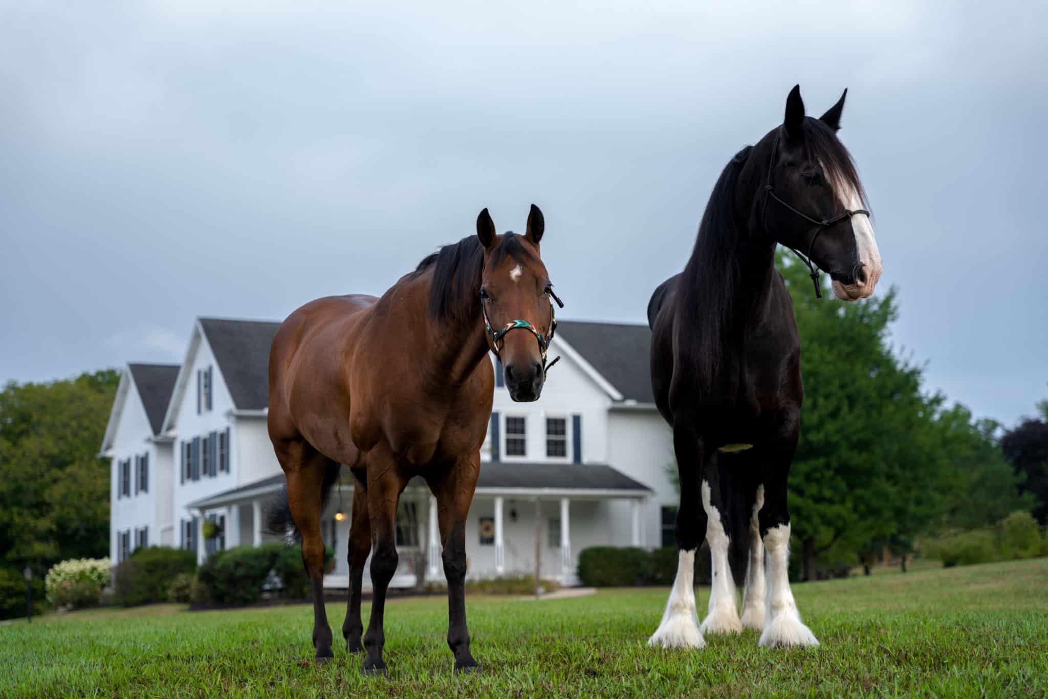 Horses (4)