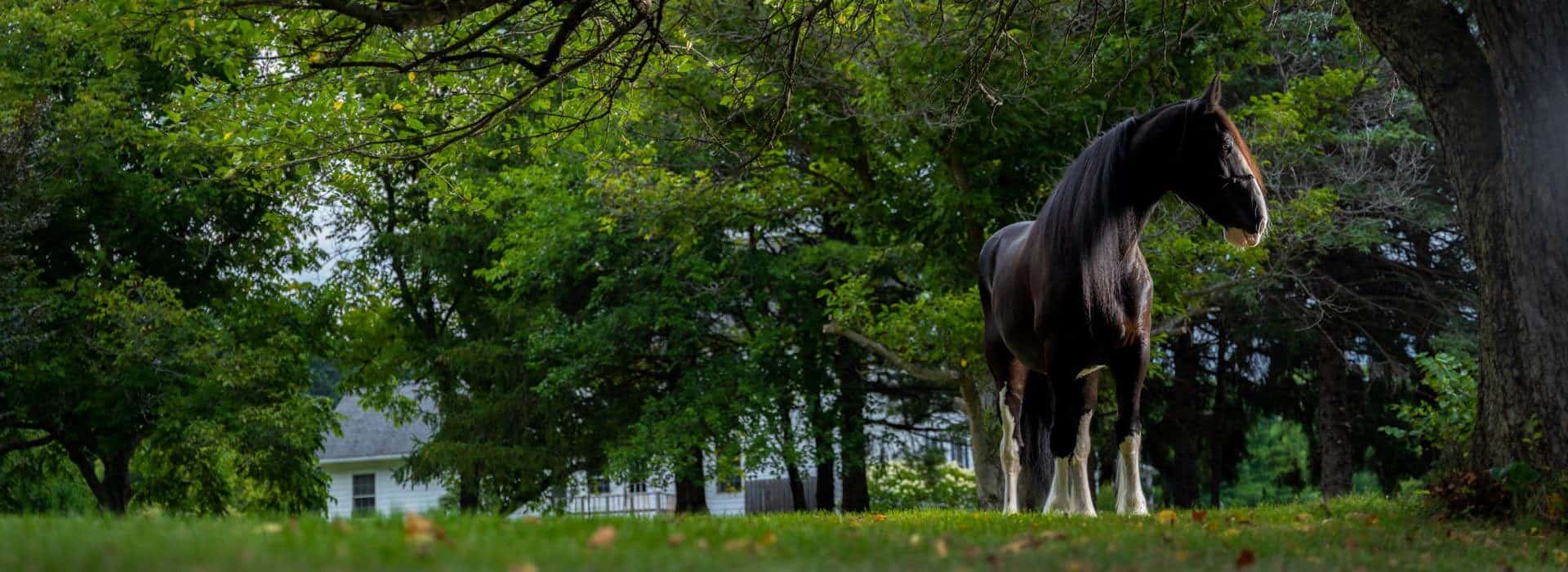 Large black horse with white legs standing on green grass surrounded by trees with the property in the background