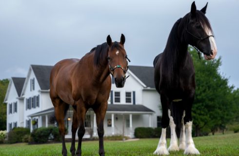 Large black horse with white feet and small brown horse standing in green grass with property in the background