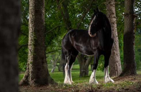 Large black horse with white legs standing on green grass surrounded by trees