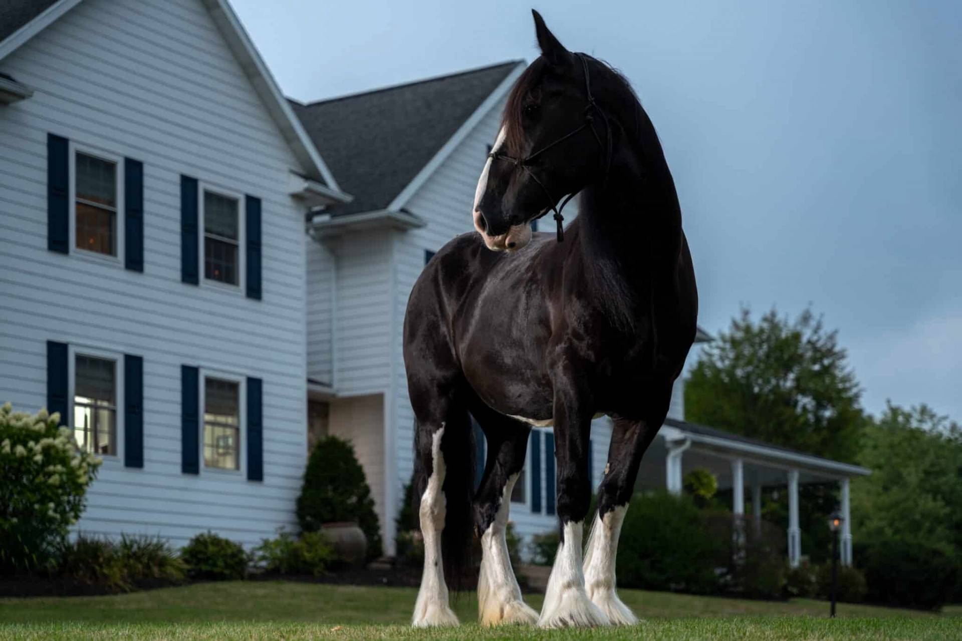 large black horse, white house, blue shutters in background